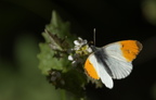 aurorafalter 1