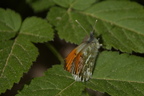 aurorafalter 2