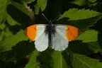 aurorafalter 3